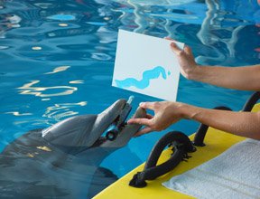 Favorites To Do: The Clearwater Marine Aquarium