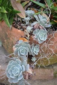succulents_small