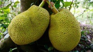 Jackfruit_small