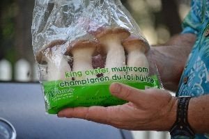King Oyster Mushrooms_small