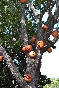 Pumpkins in the trees_small