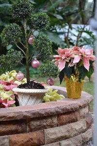 Backyard topiary_small