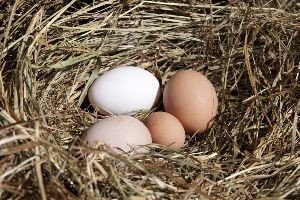 Chicken eggs_small