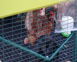 Sue and Garys Chickens_small