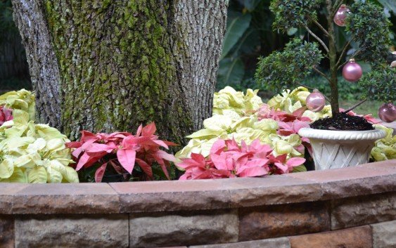 Merry Christmas Blogging