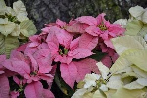 beautiful backyard poinsettias_small