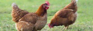 hens roaming_small
