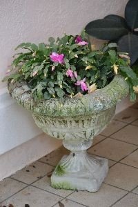 Christmas cactus finally bloomed_small