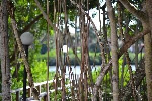 looking through the mangroves to the backdocks_small