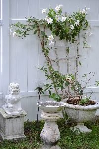 a section of our backyard_small