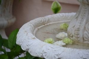 carnations in the fountain_small