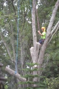 cutting down that tree_small