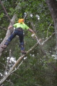 cutting down the tree_small