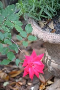 first rose of the 2016 season_small