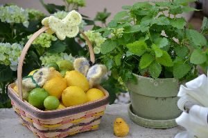 lemons limes and lemon balm for lemonade_small