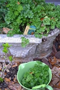 me also gathering some of our curly parsley from our garden_small