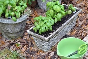 me gathering some basil for our timbales_small