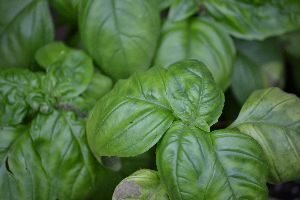 our basil is beautiful and delicious_small