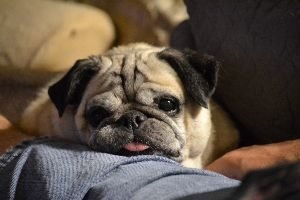 our little sugar_small