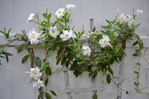 pretty flowing vines with flowers_small