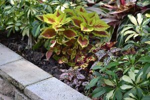 New Plants, Coleus._small