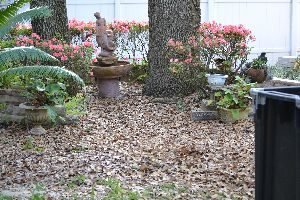 Florida spring is when we lose our leaves_small
