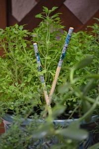 I love chopsticks in plants_small