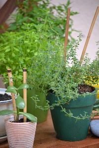 Jade plant with chopsticks_small