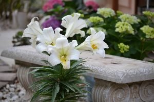 My flowers and bench_small