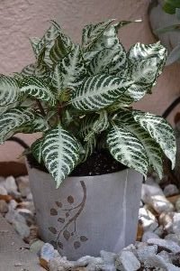 Snow White plant_small