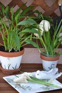 a calla lily plant and my potted call lily sandwiches and even some on a plate_small