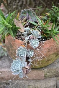 an old neglected pot in the backyard_small