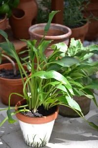 calla lillies_small