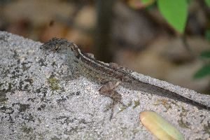 cute lizard break_small