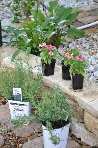 in the ground or in pots_small