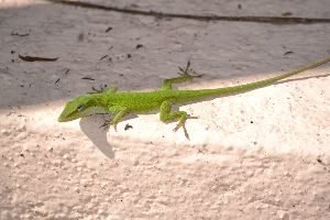 kermit the lizard_small