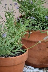 lavender_small