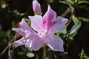 our backyard is in bloom_small