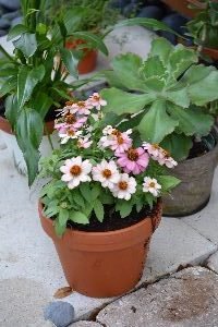 pretty pink flowers_small