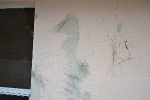 we had chipped paint and vines growing up the walls_small
