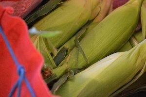 Bag full of corn_small