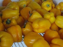 Yellow Bell Peppers_small