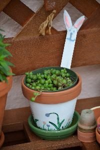 pot o peas_small