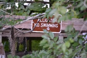 Alligator swimming_small