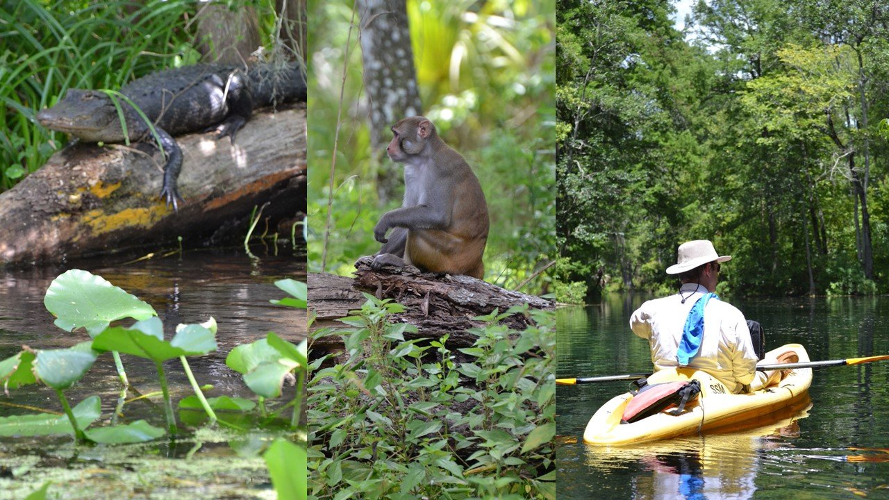Silver Springs, Florida and The Creature From The Black Lagoon