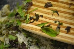 adding the chopped basils to the pastas_small