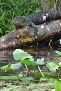 alligator slider_small