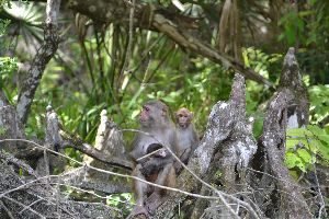 baby monkey_small