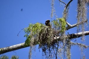bird in tree_small