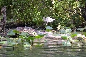 blue heron 2_small